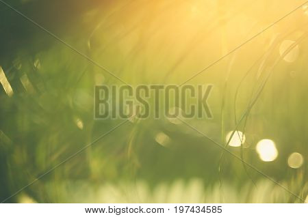 Copy Space Of Blur Palm Leaf On Blue Sky And White Clouds With Bokeh Sun Ligth Abstract Texture Back