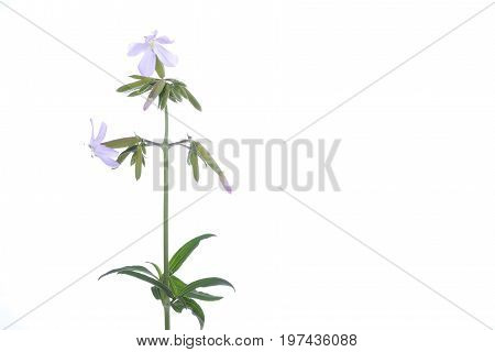 Blossom Violet meadow flower in the white background