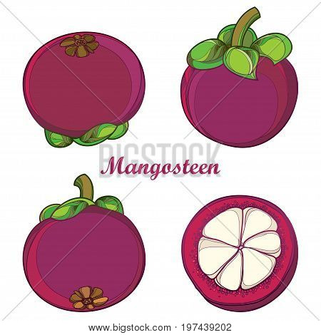 Vector set with outline Purple Mangosteen or Garcinia mangosteen fruit and half fruit isolated on white background. Exotic tropical plant in contour style for summer design or fresh food menu.