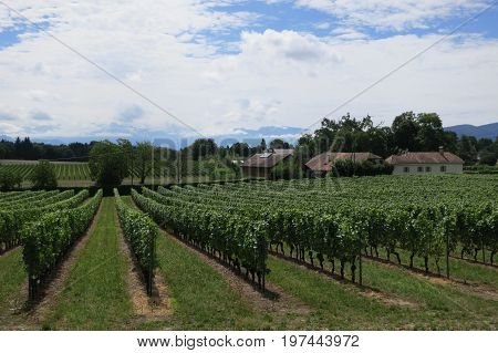 Vineyard Near Lake Geneva And Swiss Mountains, Switzerland