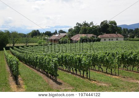 Vineyard Near Lake Geneva And Swiss Mountains, Switzerland