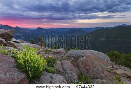Yellow Wildflowers on Trail Ridge Road in Rocky Mountain National Park Colorado at sunrise