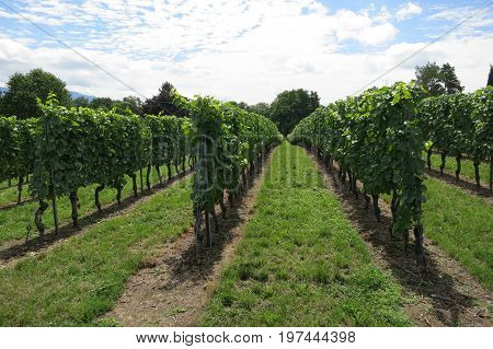 Vineyard Near Lake Geneva And Swiss Mountains, Switzerland