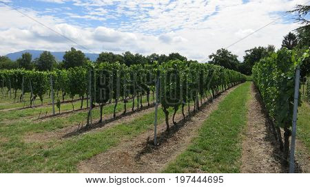 Vineyard Near Lake Geneva And Swiss Mountains, Switzerland