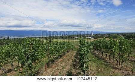 Vineyard near Lake Geneva and Swiss mountains, Switzerland