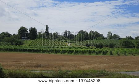 Vineyard near Lake Geneva and Swiss mountains, Switzerland