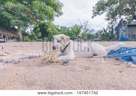 Street dogs playing on the beach of Nusa Lembongan island, Bali.