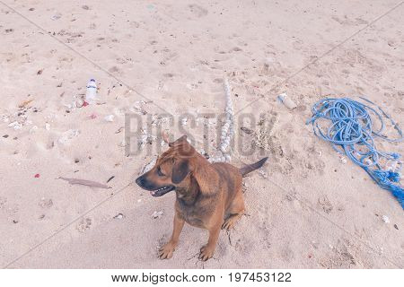Street dogs playing on the beach of Nusa Lembongan island, Bali.
