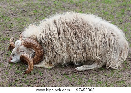 A male scots sheep, Ovis aries, sleeping on a meadow