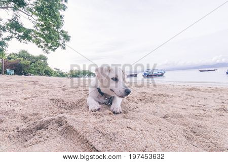 Street dogs playing on the beach of Nusa Lembongan island, Bali.