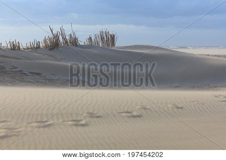 Sand dunes at the Dutch North Sea coast