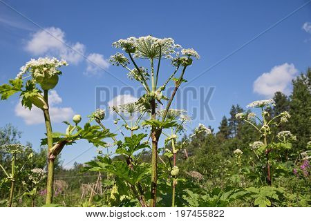 Heracleum