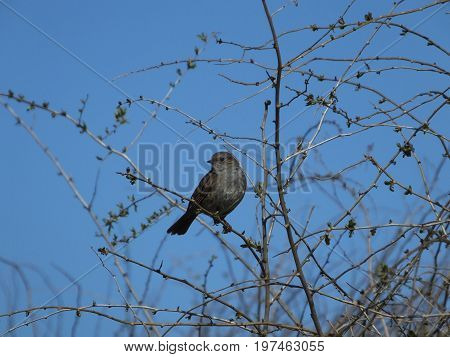 Hedge sparrow perched in a tree against a blue sky