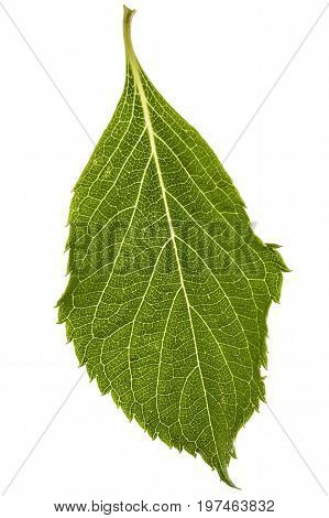 Leaf of hydrangea closeup lat. Hydrangea paniculata isolated on white background
