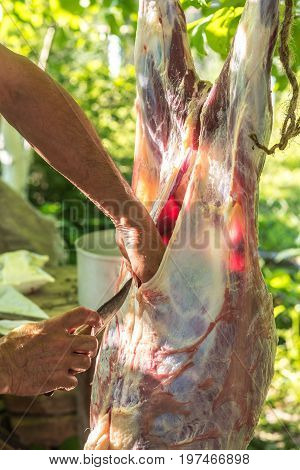 Butcher disassembles carcass of young veal work process Ukraine