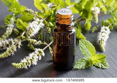 A Bottle Of Peppermint Essential Oil With Peppermint Leaves