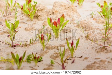 Summer. Sandy quarry. In small green plants against the background of sand. Ukraine. Kiev region.