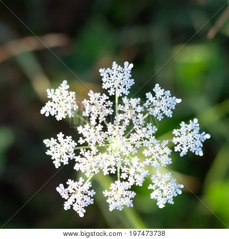 White Flower resembling a snowflake found in the wild