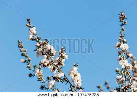 close up of white New Zealand teatree flowers with blue sky background