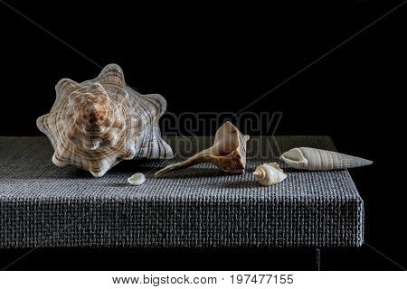 Still life with sea shells on a table imitates of Dutch great masters of oil painting