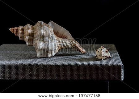 Still life with sea shells on a table imitates of Dutch great masters of oil painting