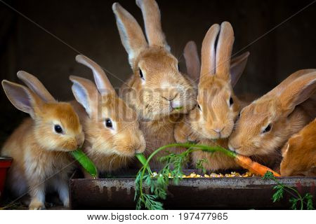Rabbit and small rabbits eat the carrots