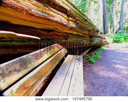 A giant cedar has fallen in the forest