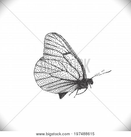 Aporia Crataegi Butterflies