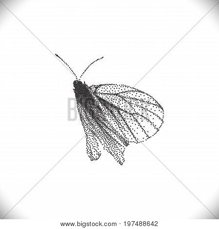 Aporia Crataegi Butterflies