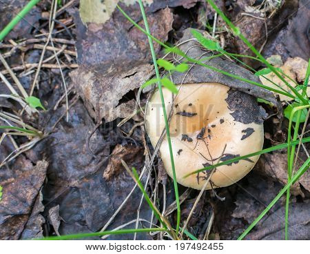 Paxillus Involutus Mushroom