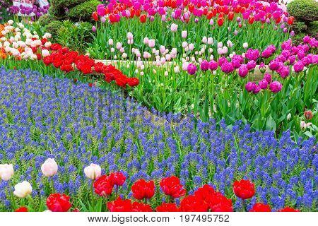 Scagit Valley Tulip Festival In Washington.