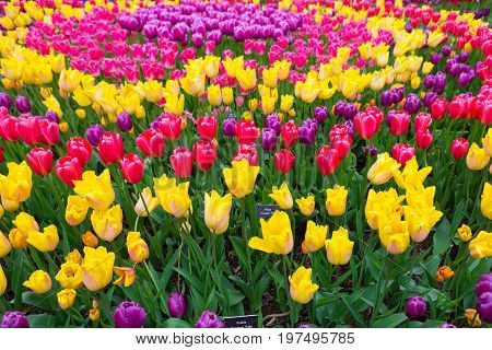 Field Of Colorful Tulips. Scagit Valley Tulip Festival In Washington.