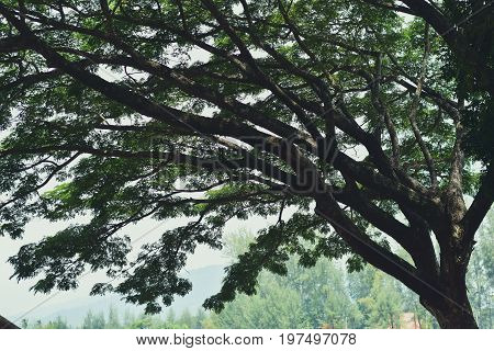 Albizia lebbeck tree, looking perspective to the top of the Albizia lebbeck tree