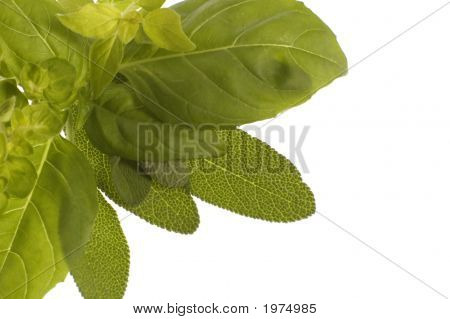 Erbe aromatiche fresche. Basilico e origano