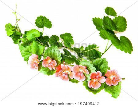 Composition Of Fresh Green Leaves Of The Ground Cover And Bright Pink Flowers Of Geranium