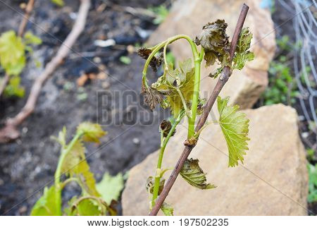 Grapes frost damage. Frost Grape by slight frost winter injury.