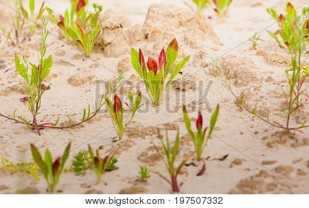 Summer. Sandy quarry. In small green plants against the background of sand. Ukraine. Kiev region.