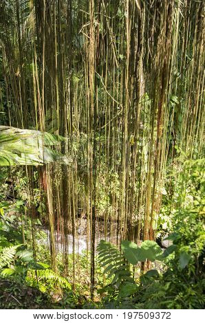 Massive tropical lianas hanging of giant tree jungle Bali Indonesia