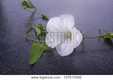 White flower with leaveson the marble table