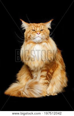 beautiful big maine coon cat. Copy space. Studio shot on black background.