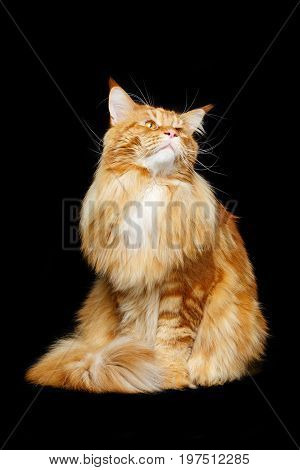 beautiful big maine coon cat. Copy space. Studio shot on black background.