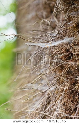 Closeup Of Cobweb On Moss Tree