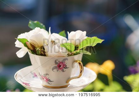 white roses in the cup