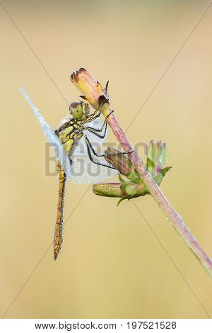 Beautiful nature scene with dragonfly Vagrant darter (Sympetrum vulgatum). Macro shot of dragonfly on the /flower. Dragonflyn the nature habitat.