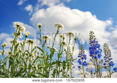 flowers of a white chamomileblue delphinium flowering in a garden on background of blue sky. colored flowers blossom in meadow