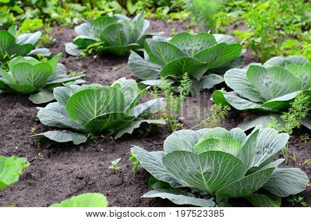 Young Cabbage Grows In A Private Garden