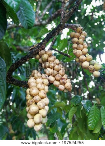 Fresh Langsat Southern sul suo albero on a fruit farm background