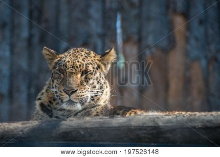 Far Eastern leopard strong fast wild animal