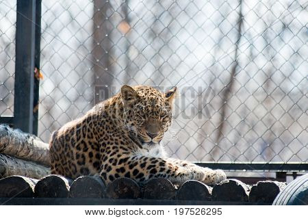 Far Eastern leopard strong fast wild animal