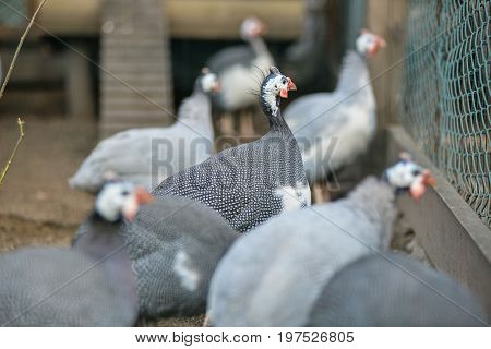 beautiful colorful pheasant in a cage bird